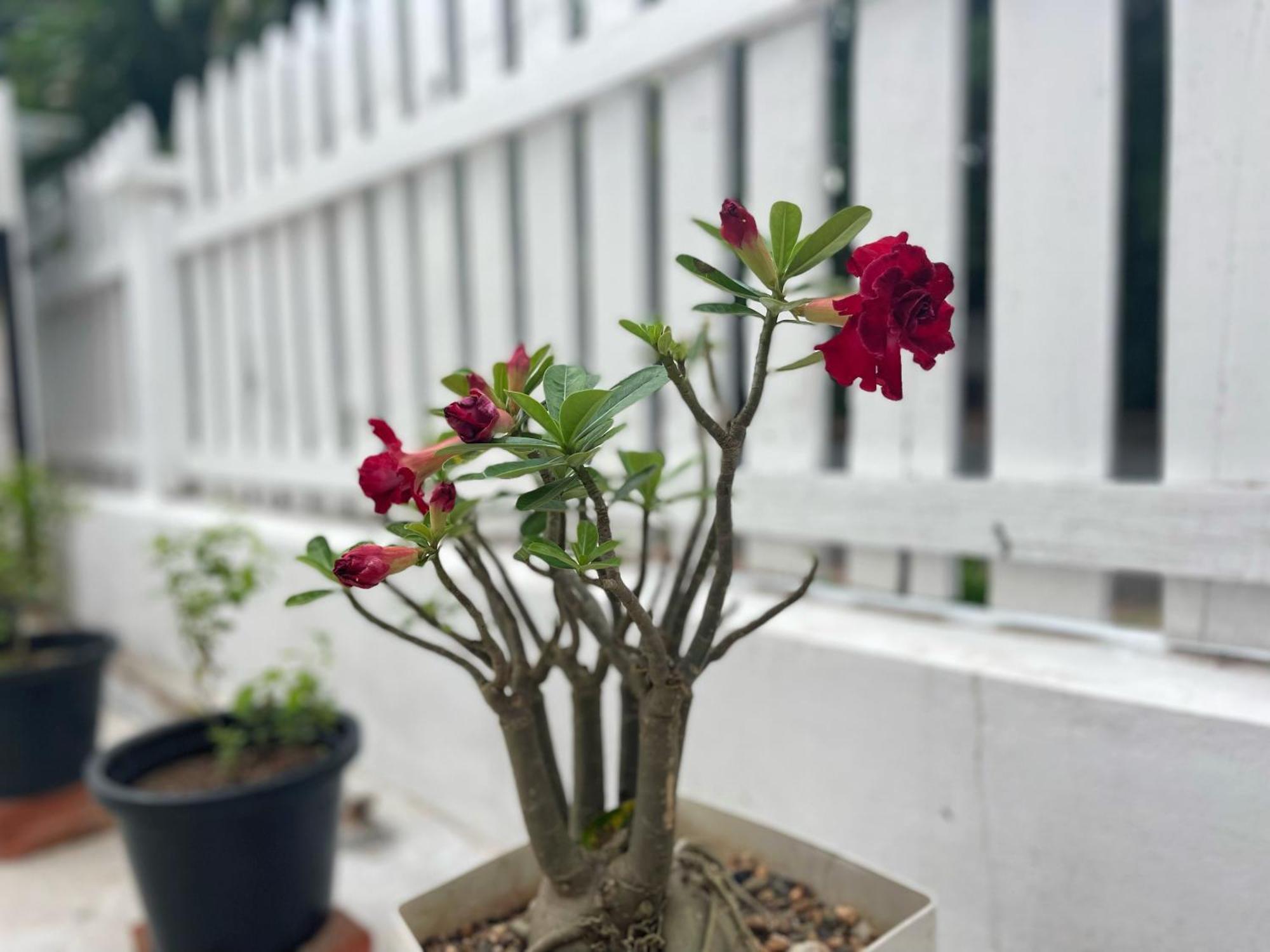 לואנג פרבאנג Moukdavan Guesthouse מראה חיצוני תמונה