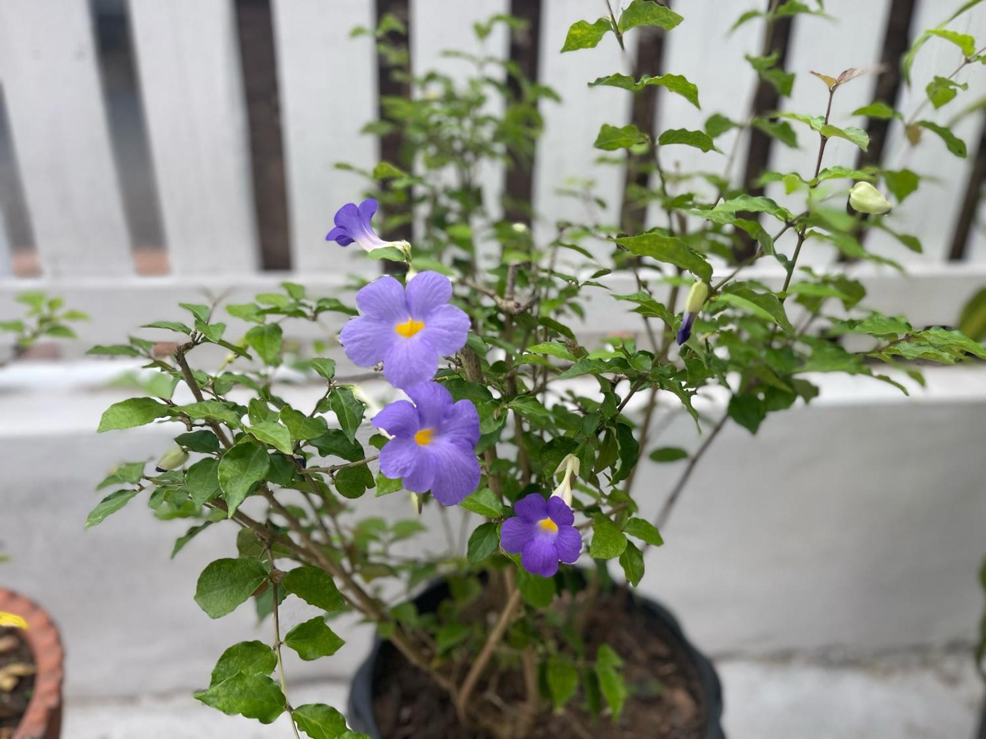 לואנג פרבאנג Moukdavan Guesthouse מראה חיצוני תמונה